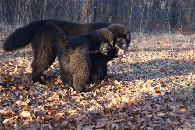 Фото: ньюфаундленд Guy of Hope Moon Bear