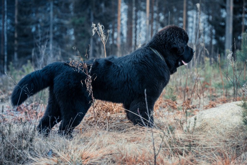 Фото: ньюфаундленд Смигар Ливерпульский Четвертак (Smigar Liverpulsiy Chetvertak)