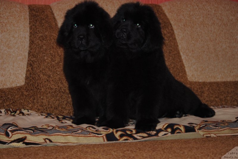 Фото: ньюфаундленд Забава Путятишна, ньюфаундленд Закари Остин Пауэрс