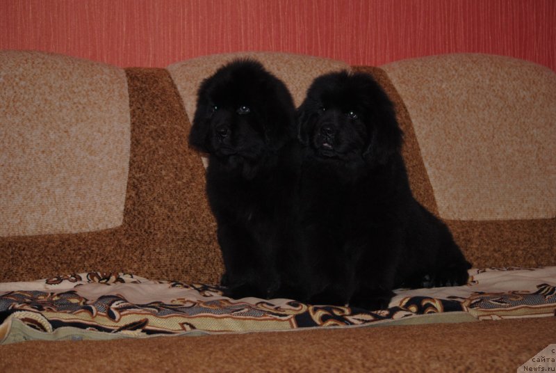 Фото: ньюфаундленд Забава Путятишна, ньюфаундленд Закари Остин Пауэрс