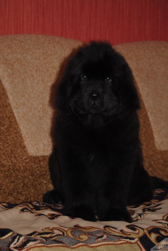 Фото: ньюфаундленд Закари Остин Пауэрс