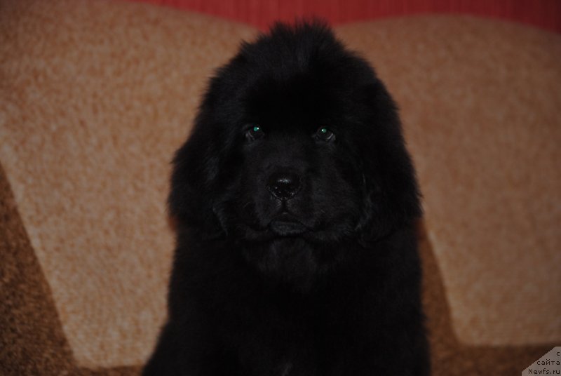 Фото: ньюфаундленд Закари Остин Пауэрс