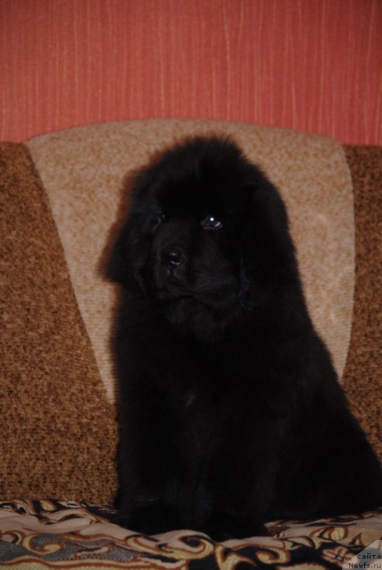 Фото: ньюфаундленд Закари Остин Пауэрс