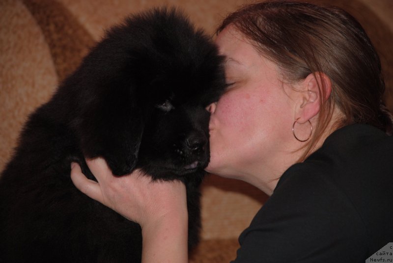 Фото: ньюфаундленд Закари Остин Пауэрс