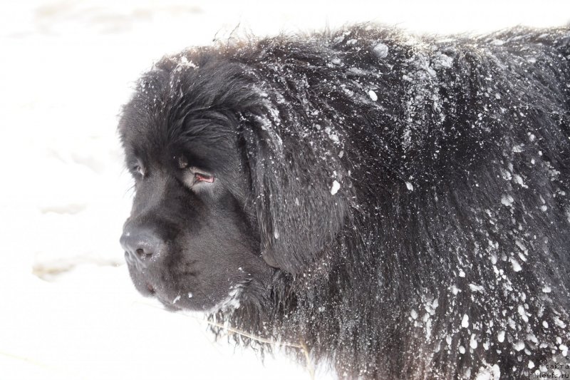 Фотография № 142956