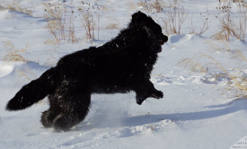 Фото: ньюфаундленд Сент Джонс Жискар Д'Эстен Эдмон (Sent Djons Zhiscar D'Estaing Edmon)