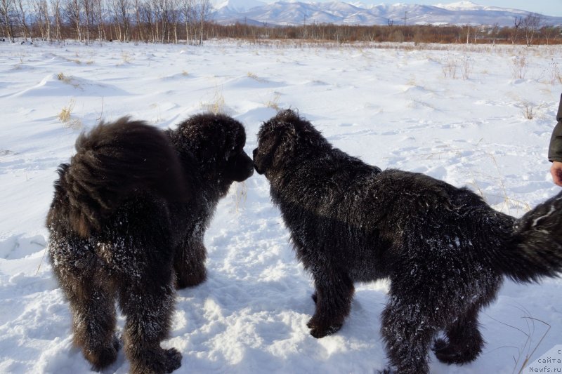 Фото: ньюфаундленд Сент Джонс Зона оф Файер, ньюфаундленд Сент Джонс Жискар Д'Эстен Эдмон (Sent Djons Zhiscar D'Estaing Edmon)