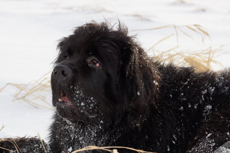 Фото: ньюфаундленд Сент Джонс Жискар Д'Эстен Эдмон (Sent Djons Zhiscar D'Estaing Edmon)