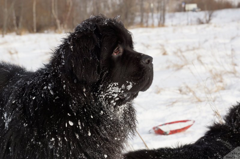 Фото: ньюфаундленд Сент Джонс Жискар Д'Эстен Эдмон (Sent Djons Zhiscar D'Estaing Edmon)