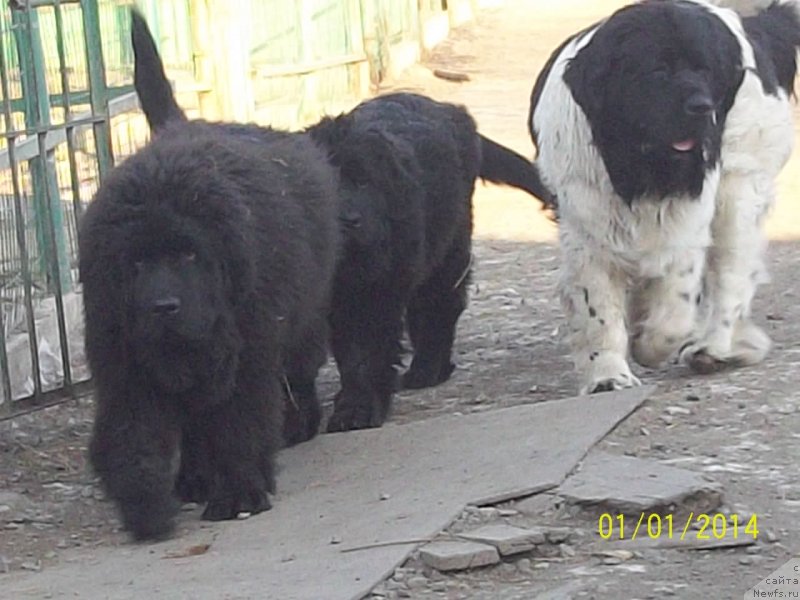 Фото: ньюфаундленд Супер Премиум Нао Дел Трато, ньюфаундленд Супер Премиум Литониэль Валланинор (Super Premium Litoniel Vallaninor)