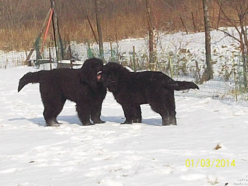 Фото: ньюфаундленд Супер Премиум Нао Дел Трато, ньюфаундленд Супер Премиум Немессис