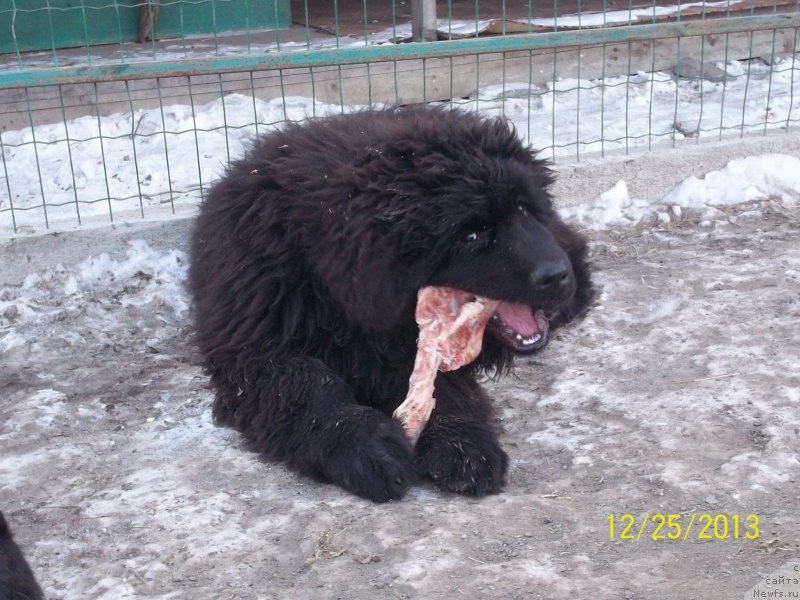 Фото: ньюфаундленд Супер Премиум Нао Дел Трато
