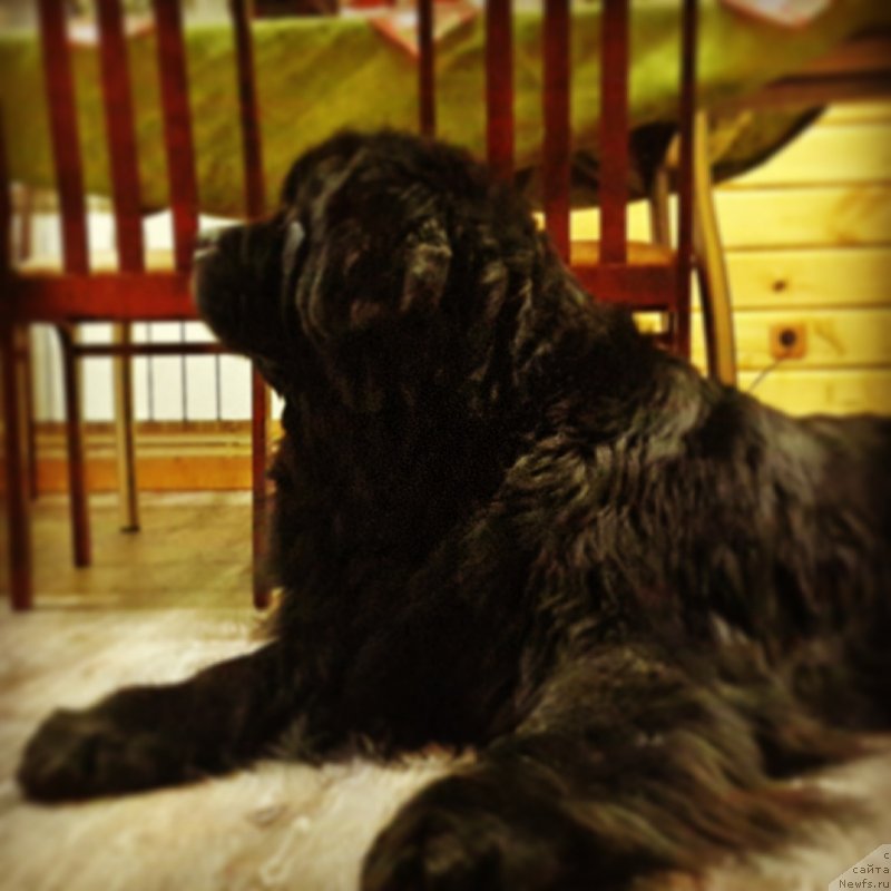 Фото: ньюфаундленд Их Высочество Владлена Маджикс