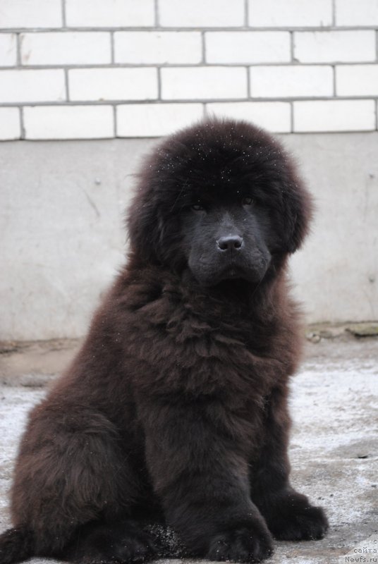 Фото: ньюфаундленд Жаркий Поцелуй