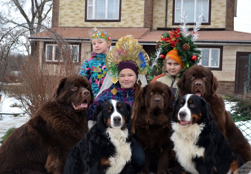 Фото: ньюфаундленд Чармер Денкам Бронз (Charmer Denkam Bronze), ньюфаундленд Великий Медведь Камелия, ньюфаундленд Чарли Де Бест Хелфи Пэл (Charli The Best Helfi Pel), Боня, Моня, Полинка, Маша и Миша