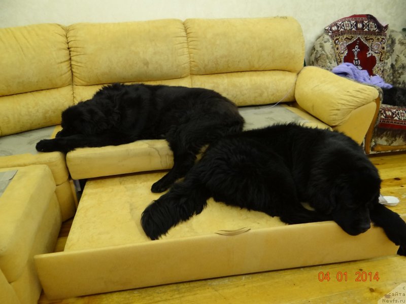 Фото: ньюфаундленд Александрия Моя Радость, ньюфаундленд Дар Свезы Со Ит Шелл Би (Dar Svezy So it Shell Be)