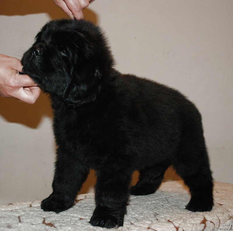 Фото: ньюфаундленд Белкондер-Клаб Кассиопея