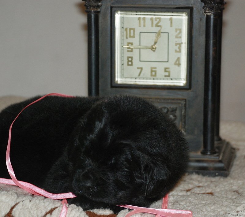 Фото: ньюфаундленд Белкондер-Клаб Кассиопея