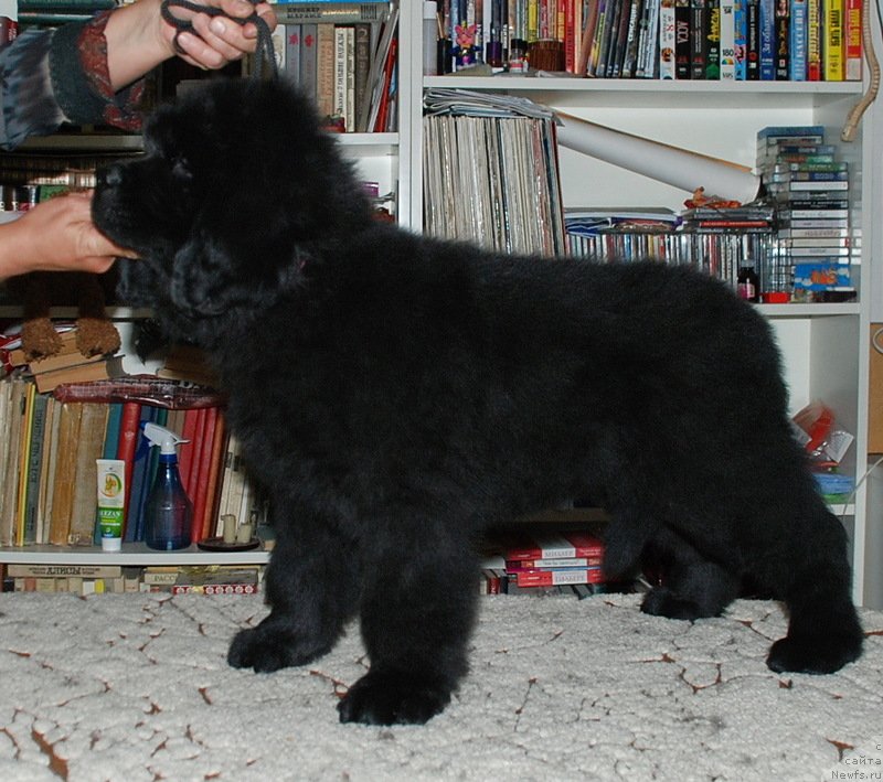 Фото: ньюфаундленд Белкондер-Клаб Кассиопея