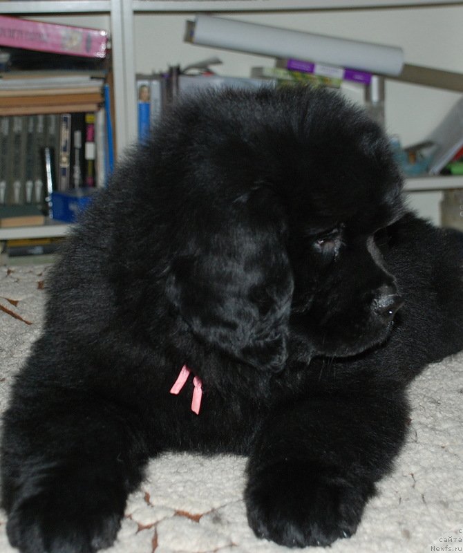 Фото: ньюфаундленд Белкондер-Клаб Кассиопея