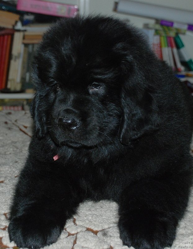 Фото: ньюфаундленд Белкондер-Клаб Кассиопея