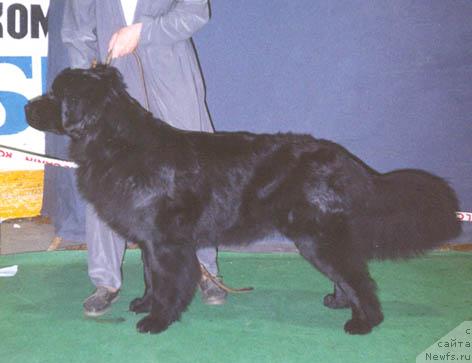 Фото: ньюфаундленд Княжна Владимира из Медвежьего Яра