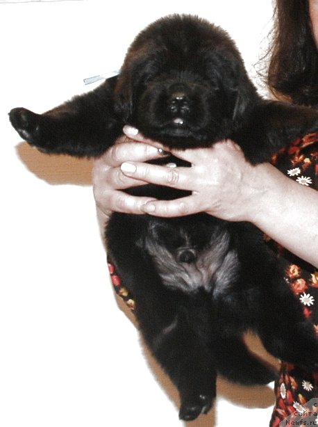 Фото: ньюфаундленд Белкондер-Клаб Кассий Дион