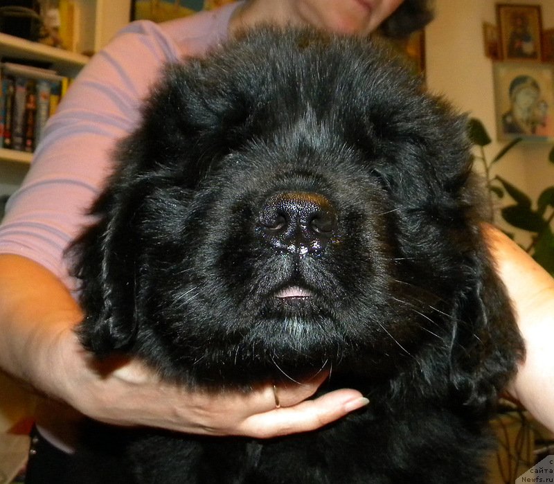 Фото: ньюфаундленд Белкондер-Клаб Кассий Дион