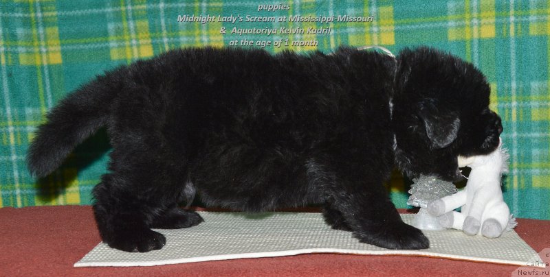 Фото: ньюфаундленд Смигар Удельный Князь Снегодар