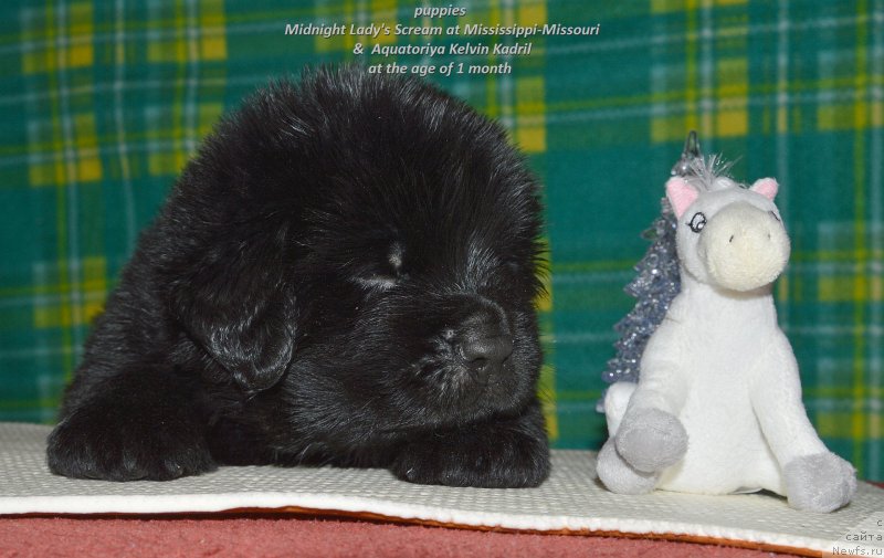 Фото: ньюфаундленд Смигар Удельный Князь Снегодар