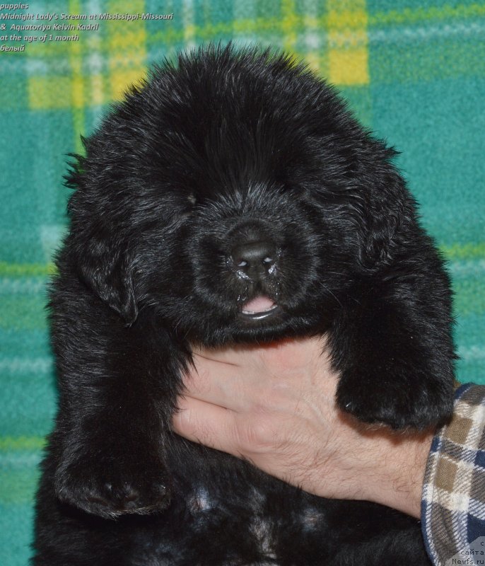 Фото: ньюфаундленд Смигар Удельный Князь Снегодар