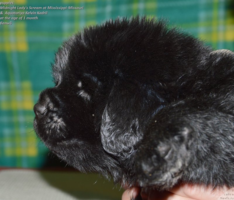 Фото: ньюфаундленд Смигар Удельный Князь Снегодар