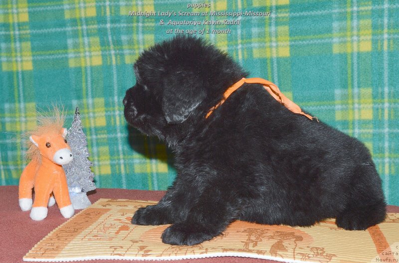 Фото: ньюфаундленд Смигар Уймари Урхо