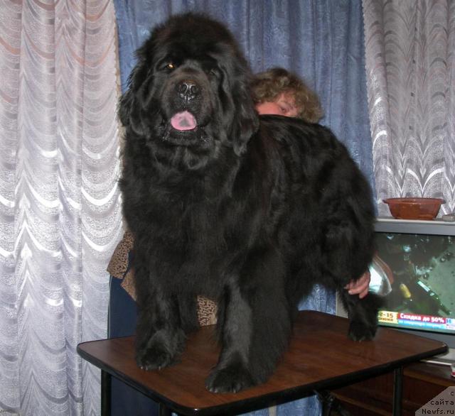 Фото: ньюфаундленд Севертан Рожденная Легендой