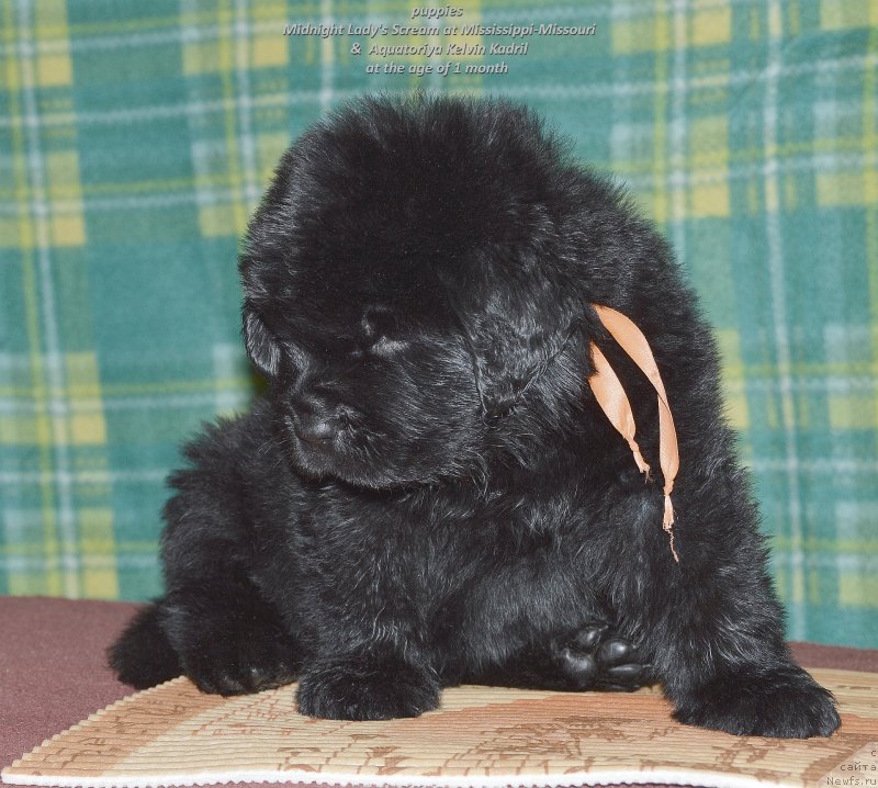 Фото: ньюфаундленд Смигар Уймари Урхо