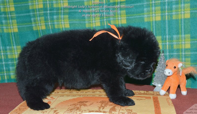 Фото: ньюфаундленд Смигар Уймари Урхо