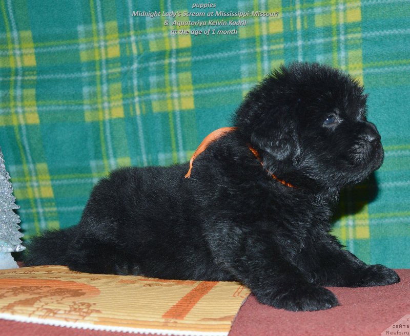 Фото: ньюфаундленд Смигар Уймари Урхо