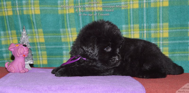 Фото: ньюфаундленд Смигар Управдом Друг Человека