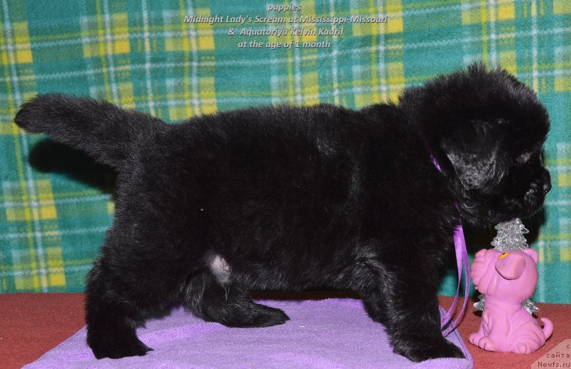 Фото: ньюфаундленд Смигар Управдом Друг Человека