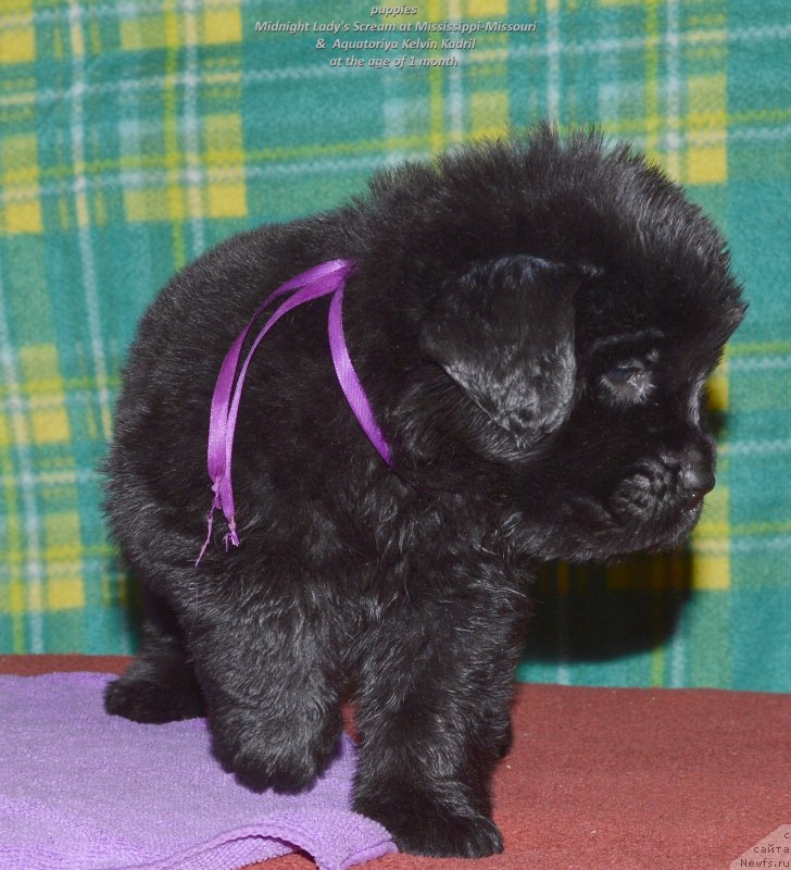 Фото: ньюфаундленд Смигар Управдом Друг Человека