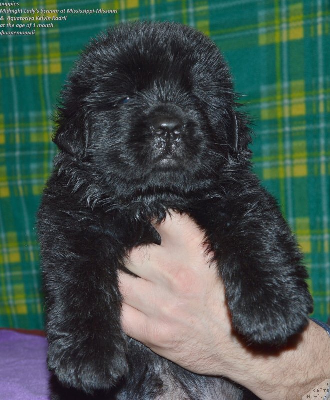 Фото: ньюфаундленд Смигар Управдом Друг Человека