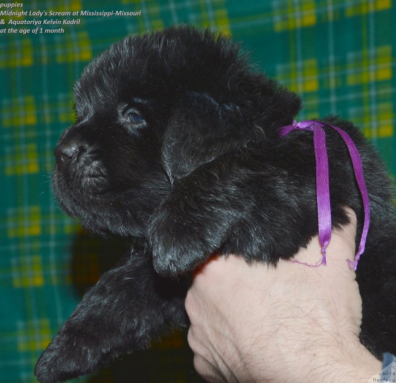 Фото: ньюфаундленд Смигар Управдом Друг Человека