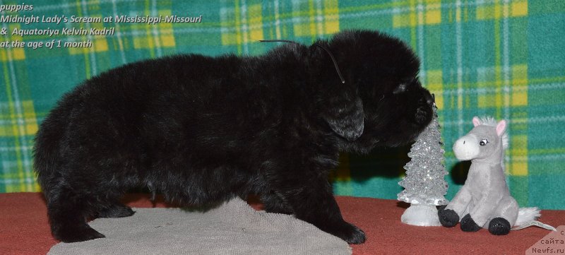 Фото: ньюфаундленд Акватория Келвин Кадриль (Aquatoriya Kelvin Kadril)