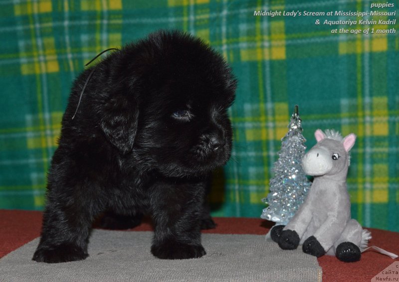 Фото: ньюфаундленд Акватория Келвин Кадриль (Aquatoriya Kelvin Kadril)