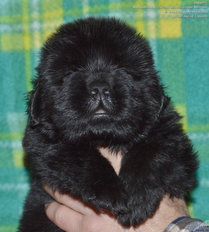 Фото: ньюфаундленд Акватория Келвин Кадриль (Aquatoriya Kelvin Kadril)