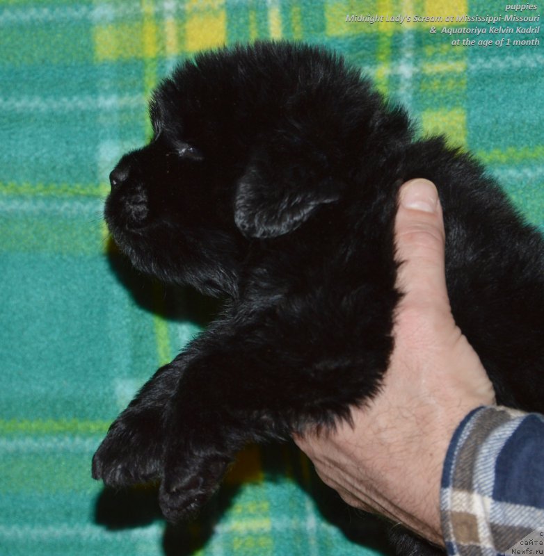 Фото: ньюфаундленд Акватория Келвин Кадриль (Aquatoriya Kelvin Kadril)