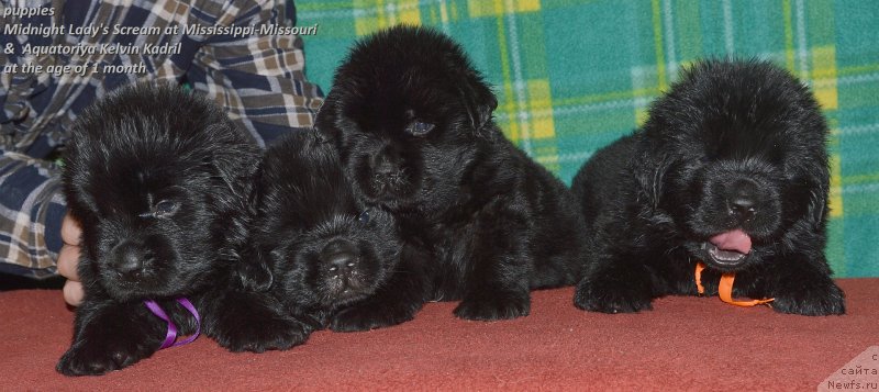 Фото: ньюфаундленд Акватория Келвин Кадриль (Aquatoriya Kelvin Kadril)