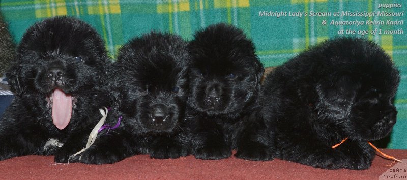 Фото: ньюфаундленд Акватория Келвин Кадриль (Aquatoriya Kelvin Kadril)