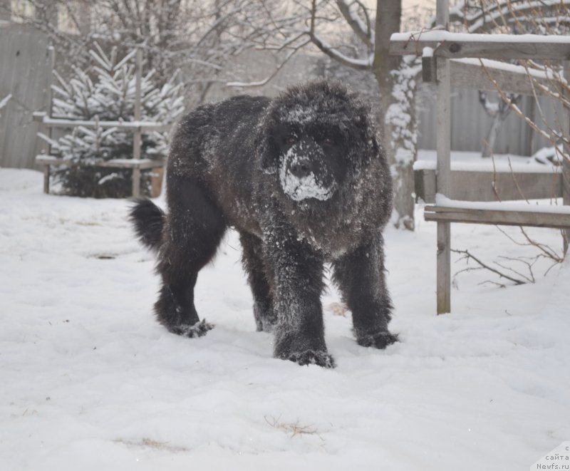 Фото: ньюфаундленд Талисман Моря Мишель