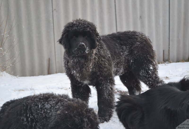 Фото: ньюфаундленд Талисман Моря Мишель